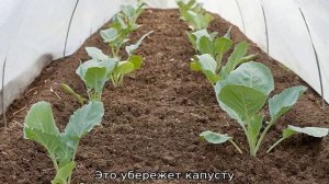 Как сажать капусту брокколи в открытый грунт рассадой