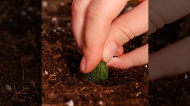 ПРОСТЫЕ И КЛАССНЫЕ ЛАЙФХАКИ ДЛЯ САДОВОДОВ смотреть онлайн