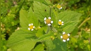 Weed, Galinsoga quariradiata,quickweed,Shaggy soldier,galinsoga weed