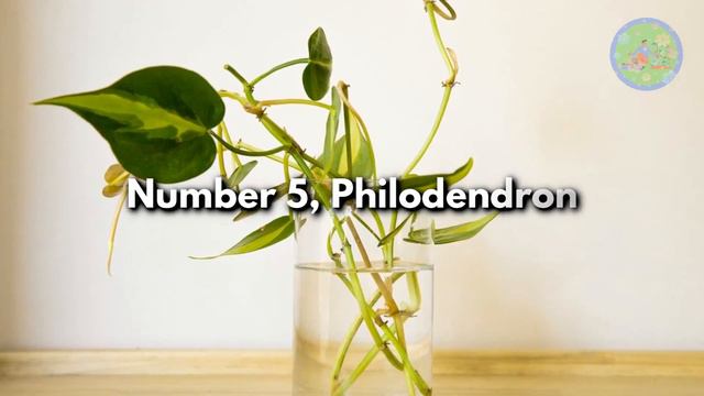 10 Indoor Vine Plants That Can Grow In Water | Climbing House Plants That You Can Grow In Water
