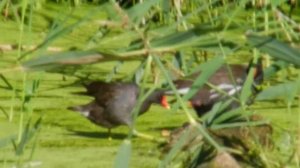 Семейство болотной курицы камышницы. Мама, папа и цыплёнок. Внизу европейская болотная черепаха!...