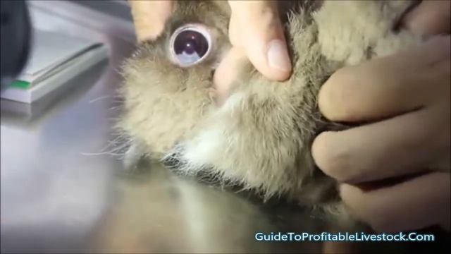 Rabbit Neutering Procedure смотреть онлайн