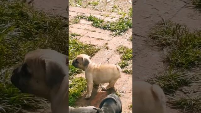 французский бульдог щенки в кинологическом питомнике Фикташ Дрим Лайн смотреть онлайн