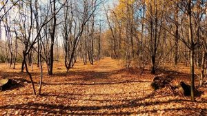 ♫ Падают листья  ? Красивая осенняя музыка для души ? 2022 ? 4K