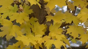 Исцеление от головной боли Для мужчин Настрои академика Сытина Г.Н.