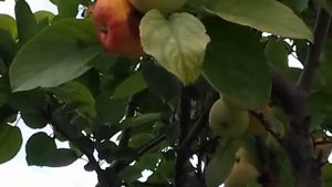 Яблоки гниют прямо на дереве , в чём причина   и что  нужно делать.