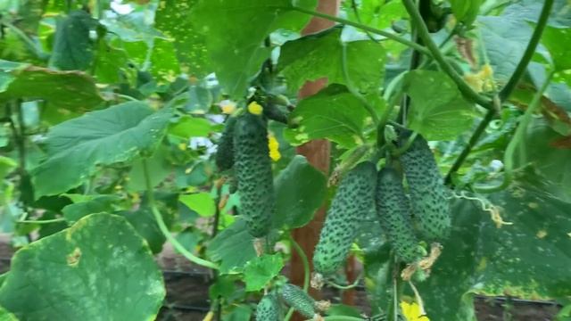 Огурец Мадрилен Третий месяц сборов смотреть онлайн