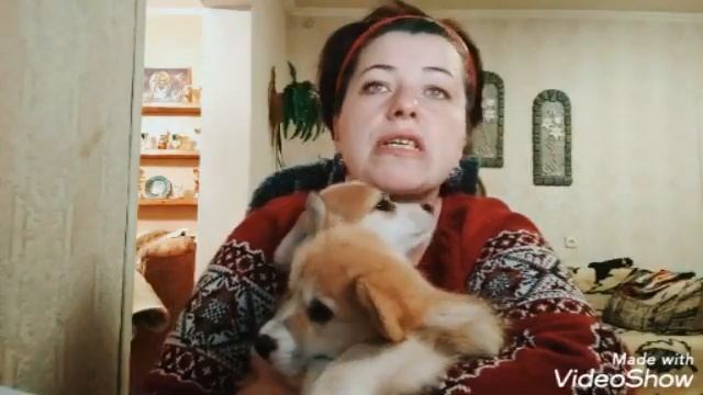 Как назвать корги? Бывают ли счастливые истории любви??? смотреть онлайн