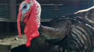 Лечение синусита у индюков от ветврача
