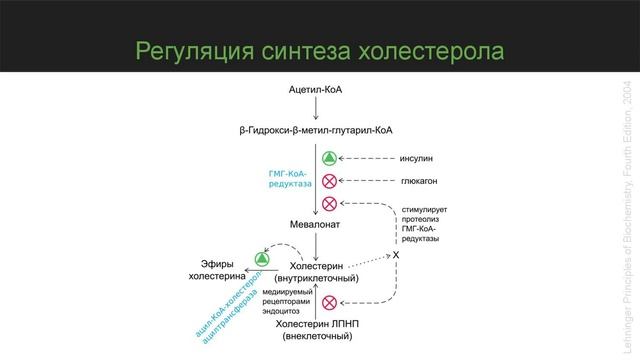 Метаболизм холестерина смотреть онлайн