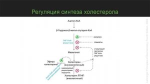 Метаболизм холестерина