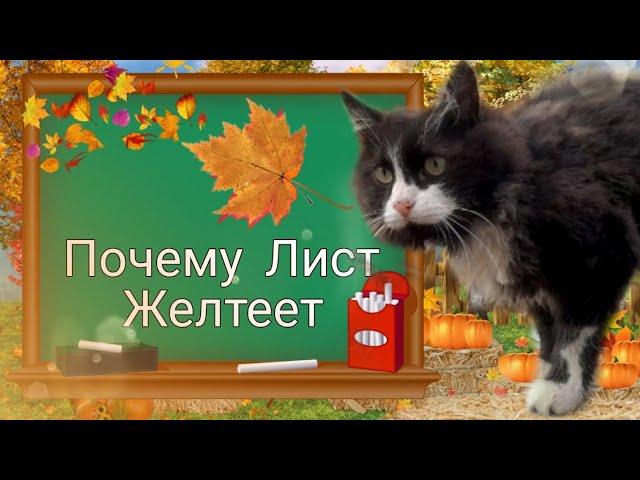 Осень( 1 Сентября ) Почему Листья Желтеют. Школа Жизни