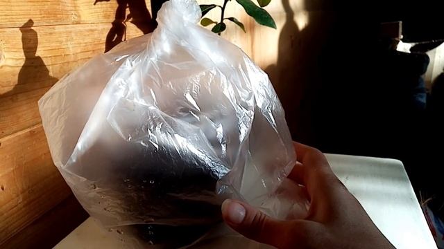 Лимон из косточки -посадка, выращивание,уход косточки лимона в домашних условиях Лимон из косточки