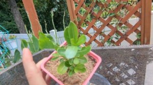 Desert Rose - Adenium Obesum - A WOW Plant! How to Grow and Care For the Desert Rose Plant