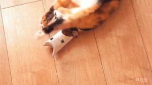 8 ЛАЙФХАКОВ ДЛЯ КОТА