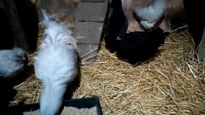 Наши курочки породы Амераукана!!!  Субботний  обзор о хозяйстве!!!