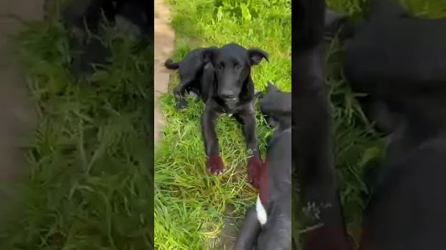 Москва и МО! С благодарностью отдаю щенков в добрые руки! 2 мальчика и девочка, 5 месяцев. смотреть онлайн