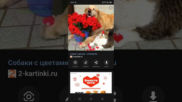 смотрим смешные картинки собаки коты и не только  это короче так смешно поэтому заходи