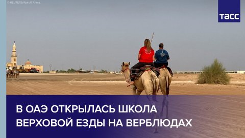 В ОАЭ открылась школа верховой езды на верблюдах