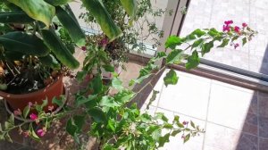 Мой зимний сад