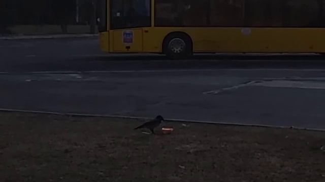 Умная ворона открывает банку с едой