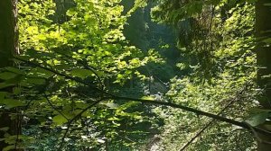 Варавинский Овраг и владение Бабы-Яги.mp4