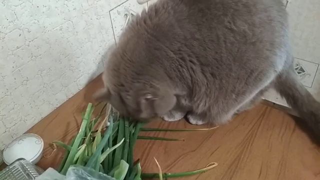 Британский кот очень любит есть зелёный лук смотреть онлайн