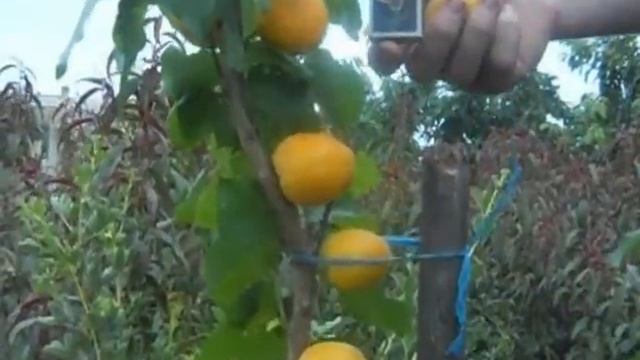 Колонновидный абрикос(2).mp4 смотреть онлайн