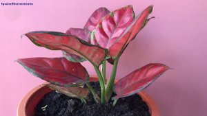Aglaonema Red Valentine #aglaonema #valentine