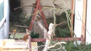 Вольер для диких птиц, новые декорации.осень 2018