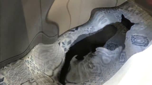 Кот очень любит выполнять команды. Дрессированный кот1. Каджое утро во время завтрака развлекает на смотреть онлайн