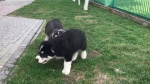 Щенки алабая