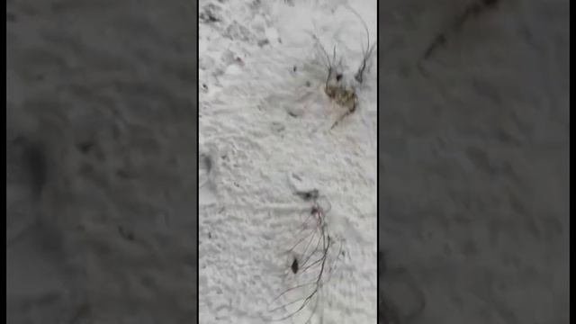 Мы с другом на 29 больнице, рубрика заброшки Новокузнецка, королева заброшек