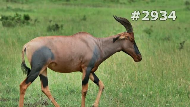 #2934. Антилопы (В мире животных) смотреть онлайн