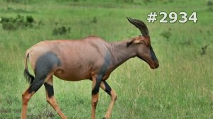 #2934. Антилопы (В мире животных)