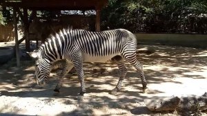 Zebra at the Lisbon Zoo