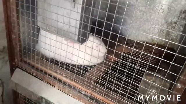 сколько крольчих покрылось ? смотреть онлайн