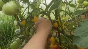 Обзор томата Сладкий крем.