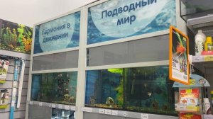 Живность в зоомагазине ,,Четыре лапы’' г.Екатеринбург