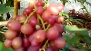 Ранний сорт винограда Ливия