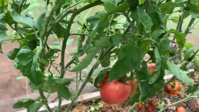 Обзор сортов томатов. Часть 7. смотреть онлайн