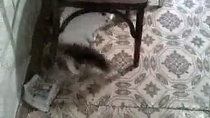 кошка защищает дом