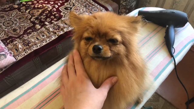 Прогулка с тремя собаками, уход за ними, как я их мою смотреть онлайн