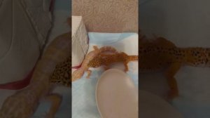 Спаривание эублефара