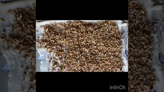 Микрозелень!Пророщенные зерна пшеницы, лук, редис, горчица!