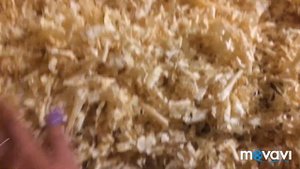 Осушитель подстилки/подстилка для загонов/новые технологии
