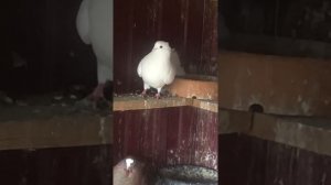 Курские турманы