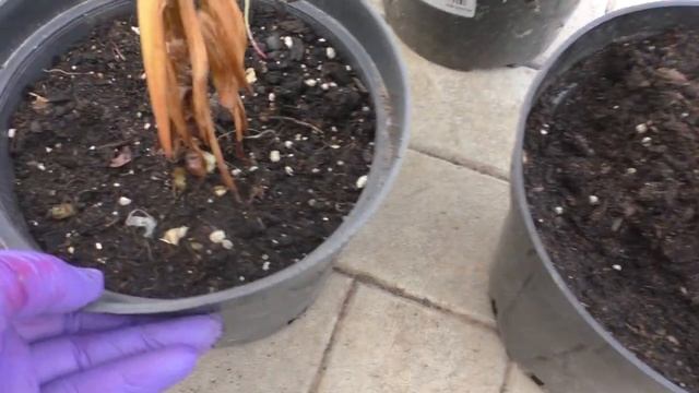 Лилии в горшках. Подготовка к зиме смотреть онлайн