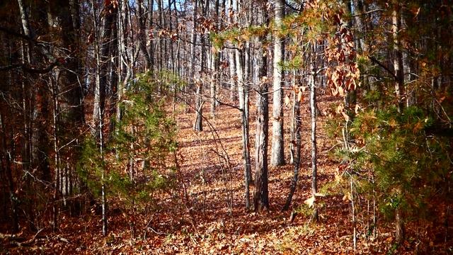 Тестирование нового фотоапарата Panasonic Lumix DC- FZ82 . смотреть онлайн