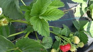 17 июня. Земляника крупноплодная (клубника) сорт Сенсация.